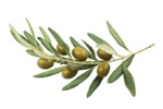 olive-branch3